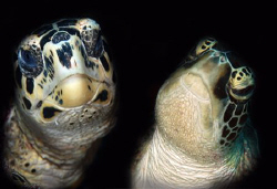 Friends.... 2 hawksbill turtles joined together. by Dray Van Beeck 
